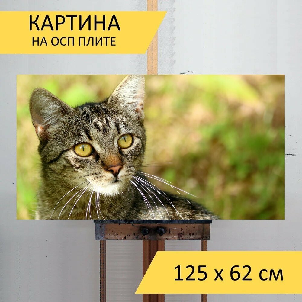 Картина на ОСП 125х62 см. "Домашняя кошка домашний питомец портрет" горизонтальная для интерьера с креплениями