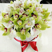 Букет живых цветов, бело-зеленые орхидеи 25 шт.