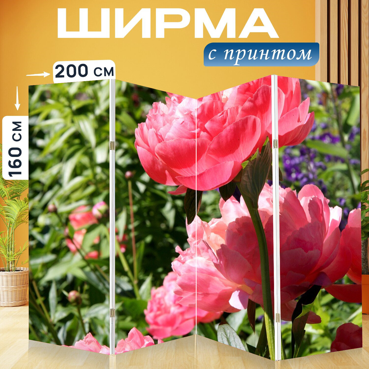 Ширма перегородка с принтом "Цветы, розовый, пионы" на холсте - 200x160 см. для зонирования, раскладная