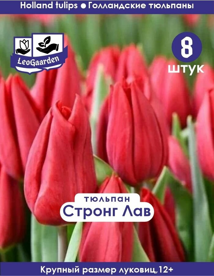 Тюльпан Луковица Стронг Лав 8шт