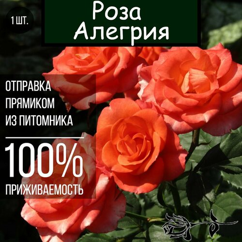 Саженец розы Алегрия / Спрей роза саженец роза спрей каталина многоцветковая