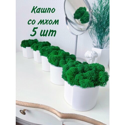 Кашпо и стабилизированный мох 2250₽