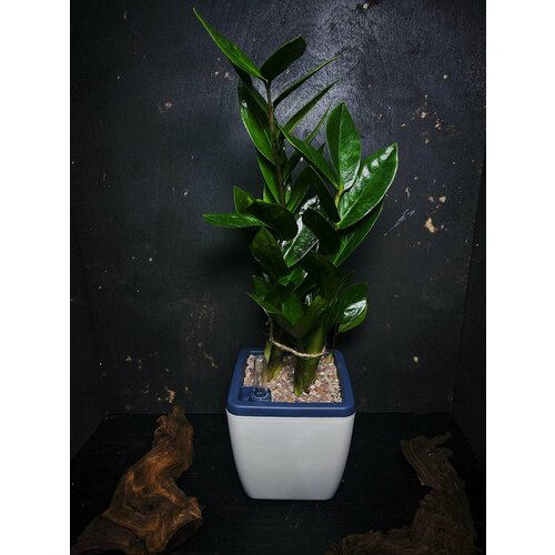 Замиокулькас 40+ см в кашпо с автополивом 1,5 л от Flolefor