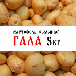 Семенной картофель сорт "Гала" 5кг, клубни, 1я репродукция