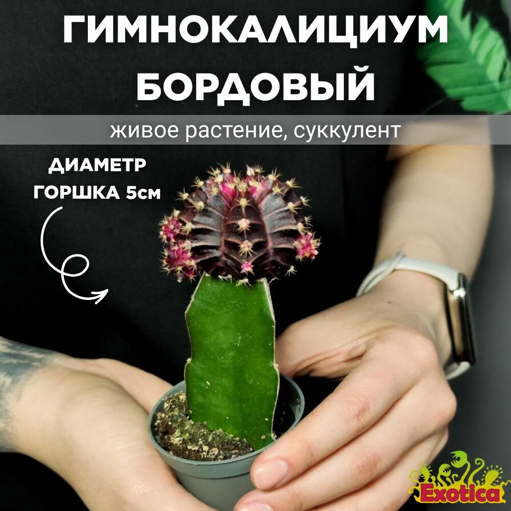 Кактус Гимнокалициум Михановича Бордовый (Gymnocalycium Mihanovichii Maroon) D5см