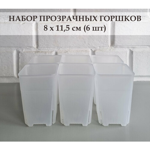 фото White garden прозрачные высокие горшки для суккулентов и кактусов 8х11,5 см. набор из 6 штук