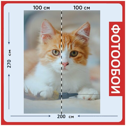 Фотообои Кошка котенок оранжевый кот 200x270 см флизелиновыена стену 2940₽