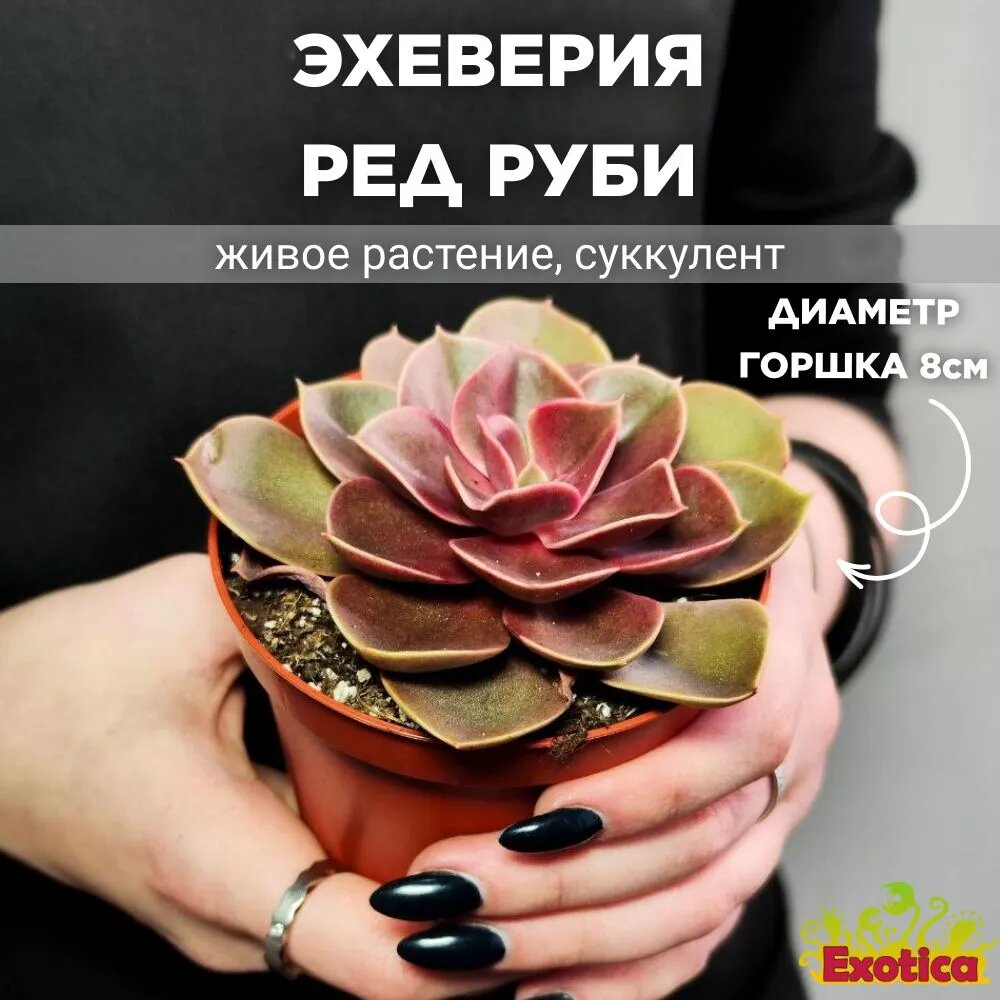 фото Эхеверия Ред Руби D8см (Echeveria Red Ruby)