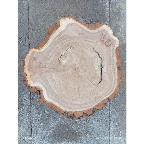 Спил дерева с капой 