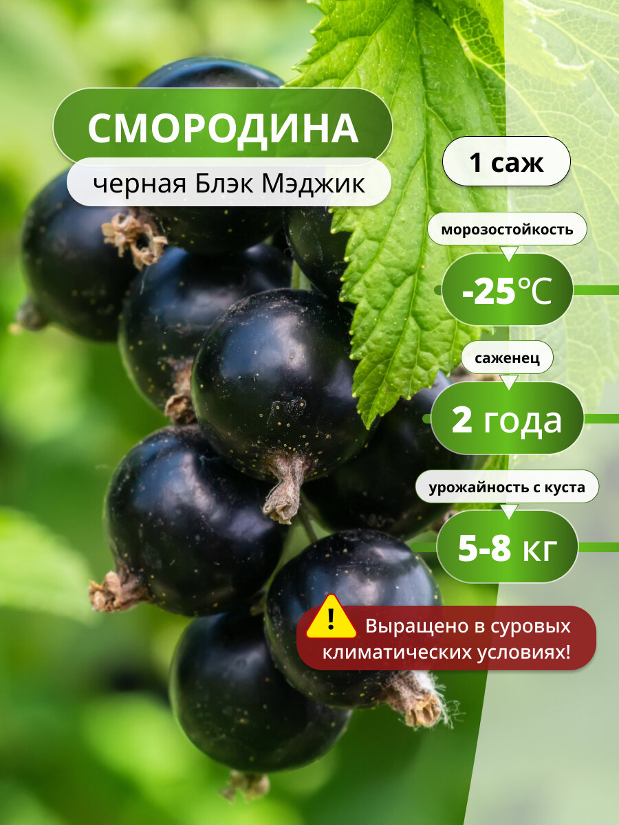 Смородины Блэк Меджик многолетняя черная высота 120см