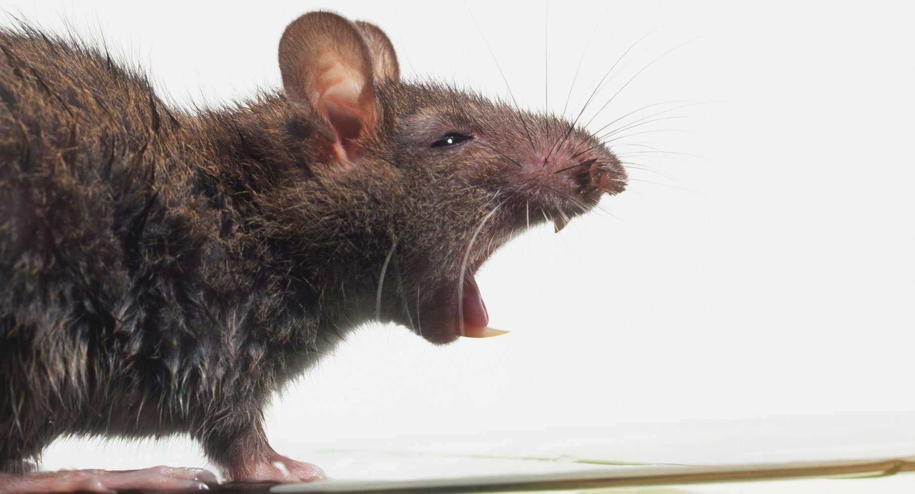 Приманка от крыс и мышей Ваше Хозяйство Ратобор 150г - фото №12