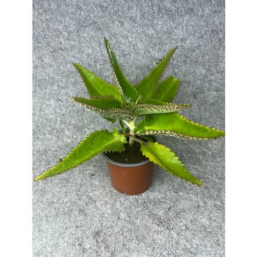 Каланхоэ лечебное (15 см)