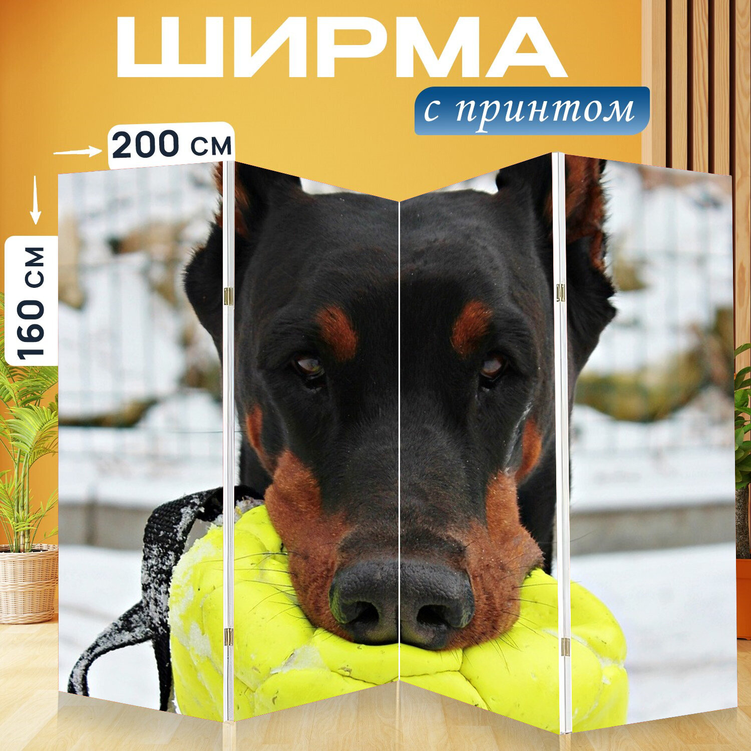 Ширма перегородка с принтом "Доберман, собака, портрет" на холсте - 200x160 см. для зонирования, раскладная