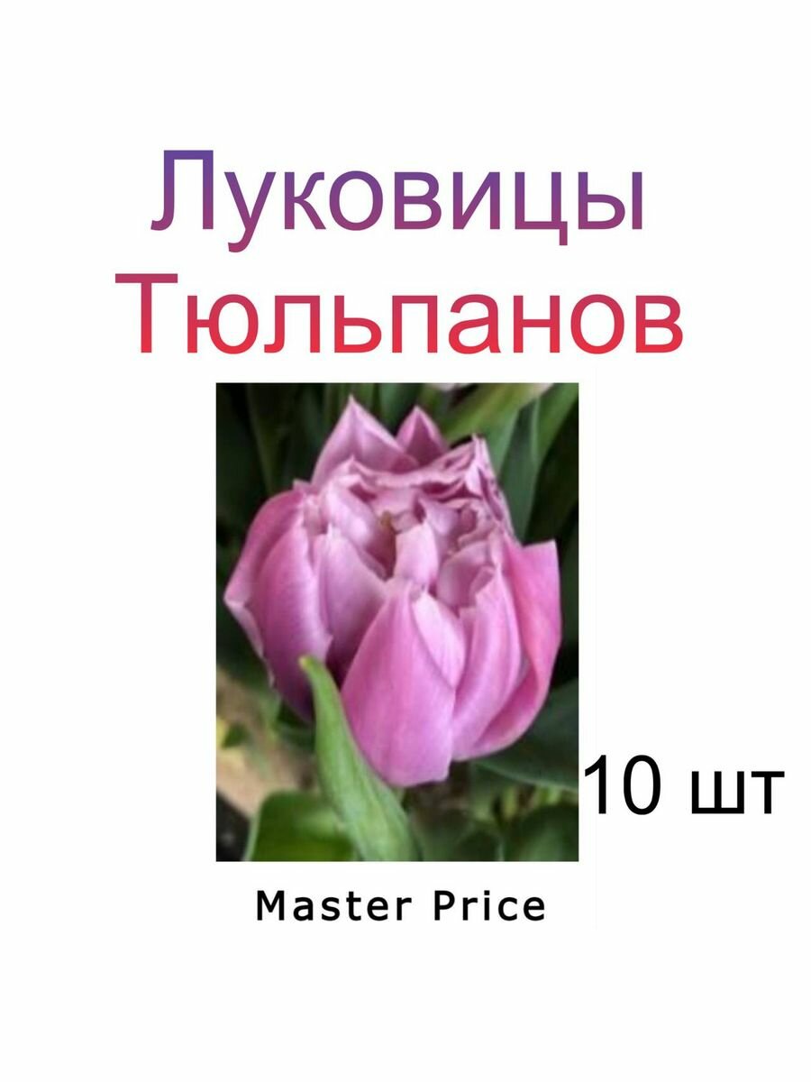 Луковицы Тюльпана Master Price ( 10 шт)