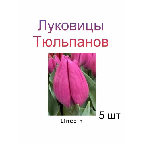Луковицы Тюльпана Lincoln ( 5 шт)