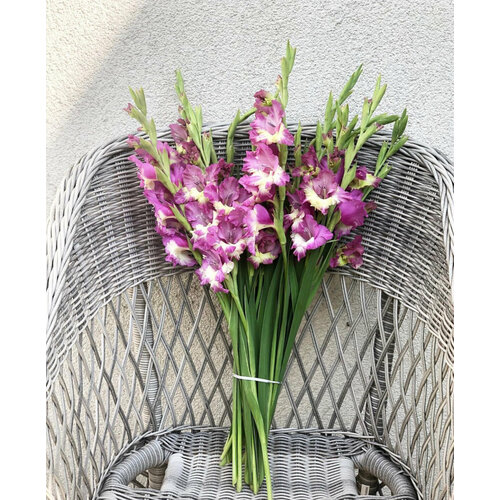 Премиум букет из фиолетовых гладиолусов, цветы премиум, шикарный, красивый букет цветов, гладиолус