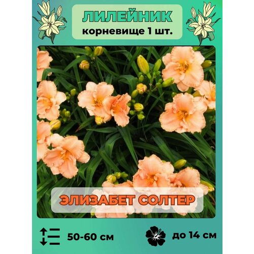 Лилейник корневище 1 шт, травянистый многолетник