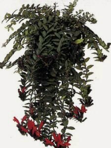 Изображение товара Эсхинантус Каролин (Эсхинантус Каролин Подвесной)