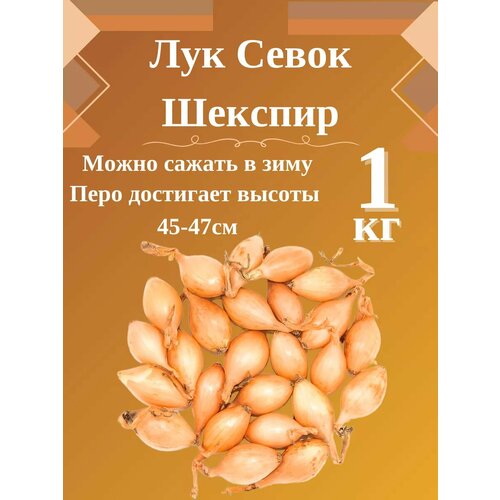 Лук Севок сортШекспир 550₽