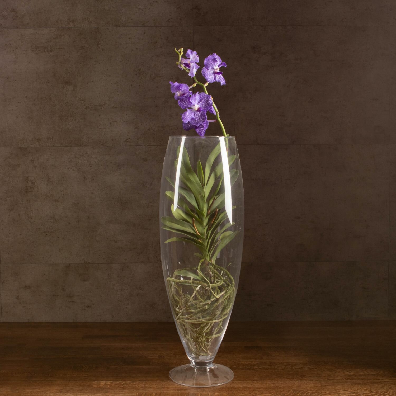 Орхидея Ванда в бокале Шампань фиолетовая