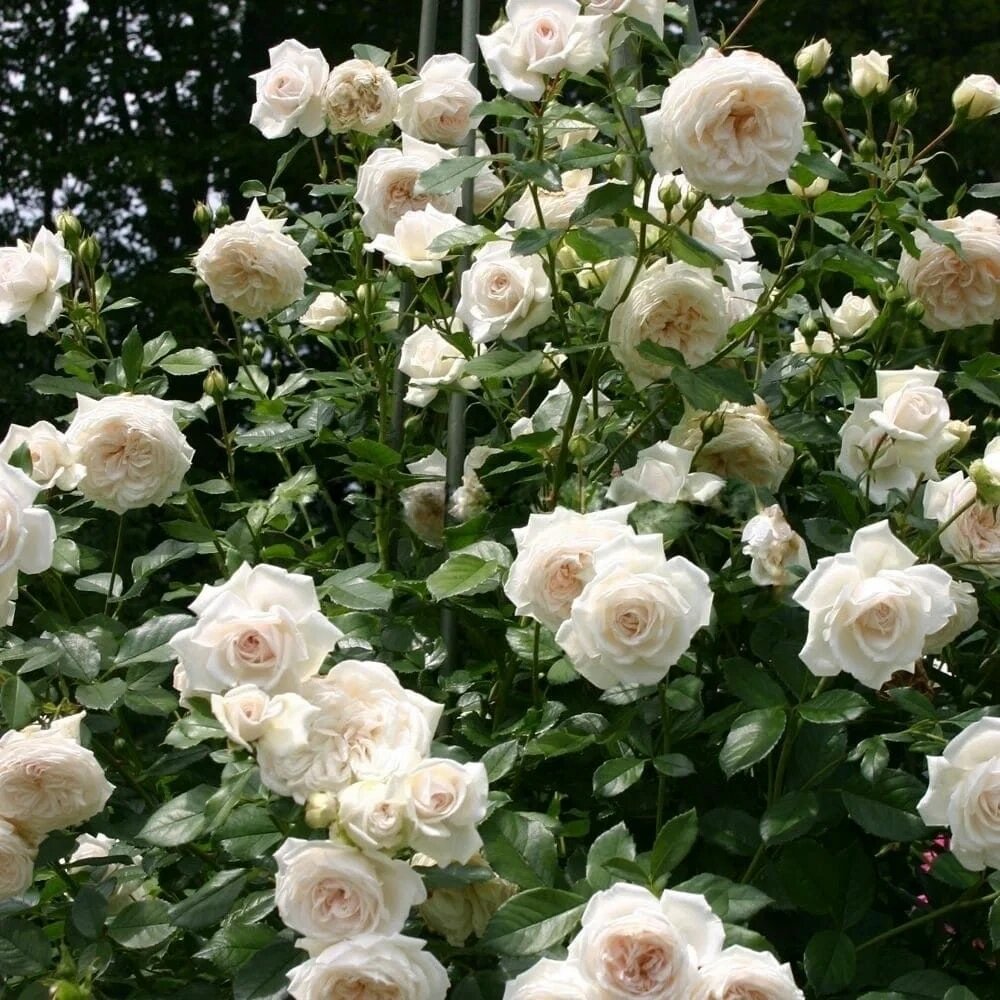 Изображение Роза чайно-гибридная Ванилла Парфюм (Vanilla Perfume) / 1 шт, саженец розы