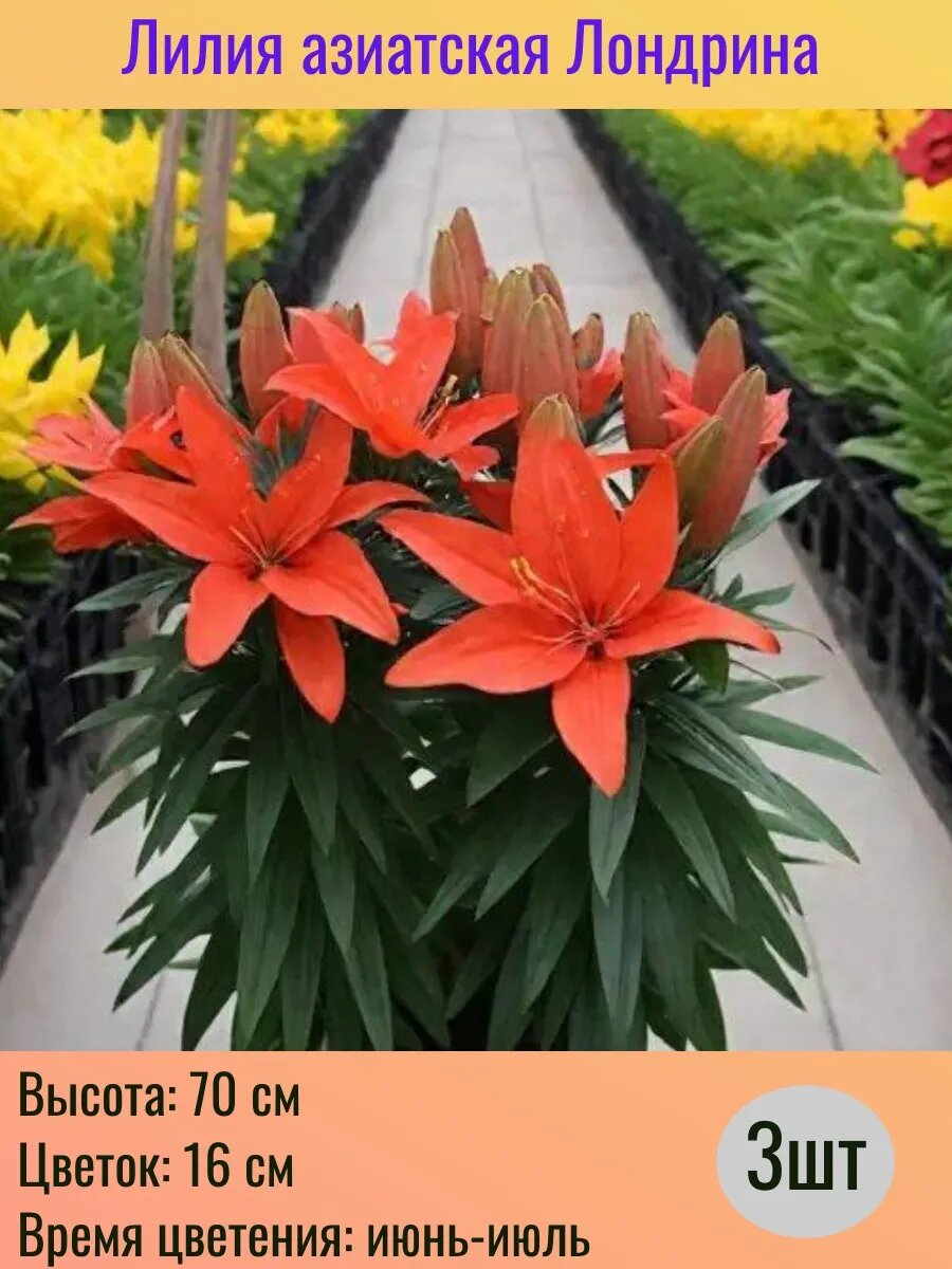 Лилия азиатская луковицы 3 штуки