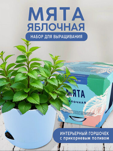 Изображение товара Мята Набор для выращивания растений от бренда "Тысяча листьев "