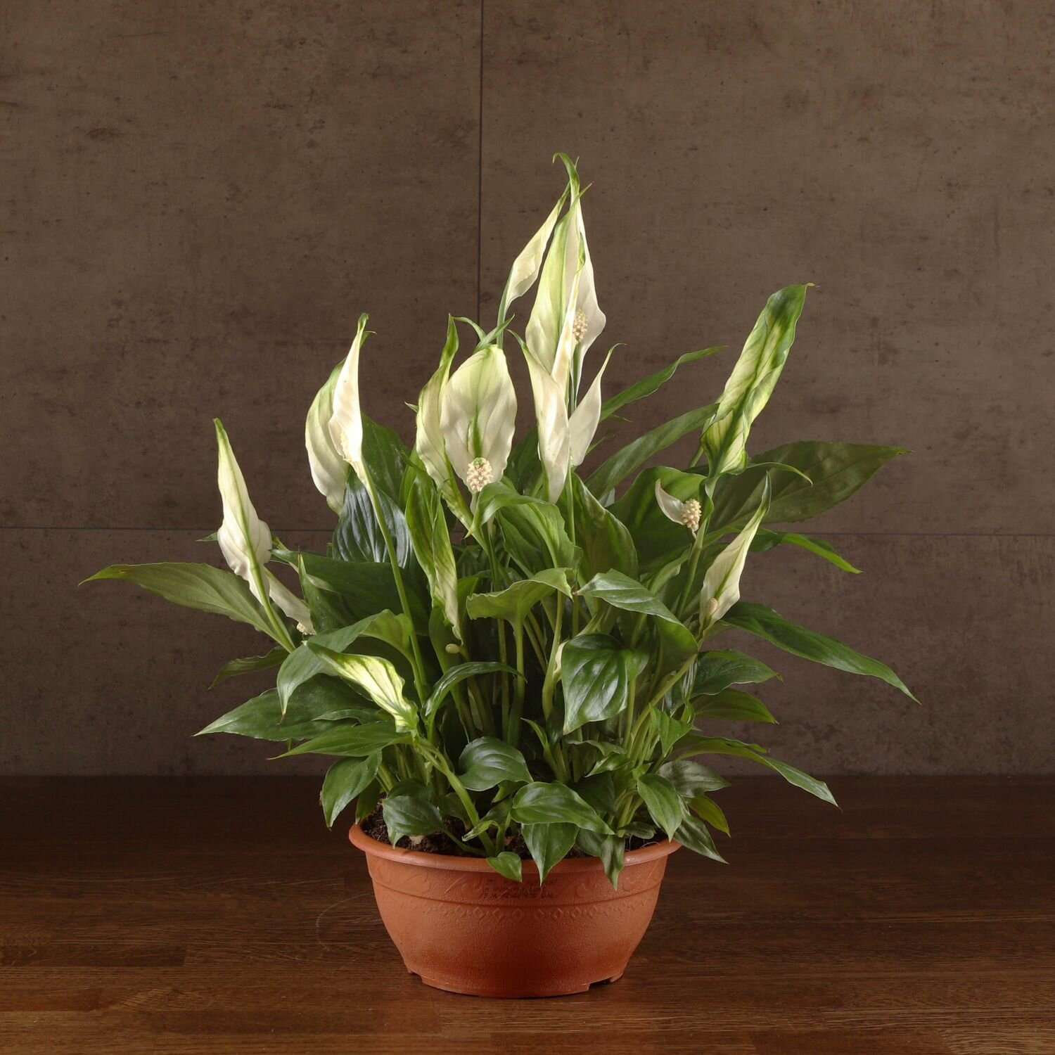 Спатифиллум Шопен 35/17