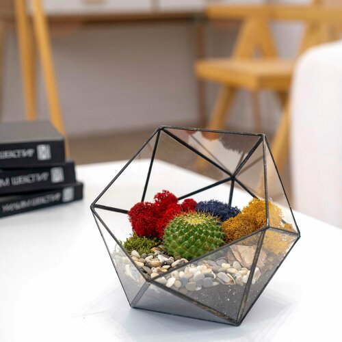 Кактус домашний в стеклянном кашпо 