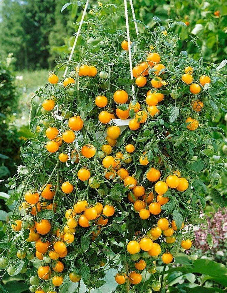 Том Акробат Желтые - семена томатов