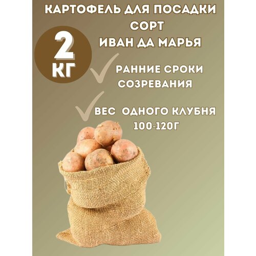 Картофель семенной 