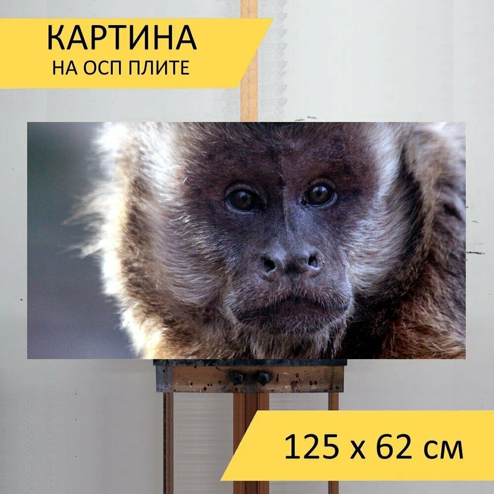 Картина на ОСП 125х62 см. "Капуцин примат обезьяна" горизонтальная для интерьера с креплениями