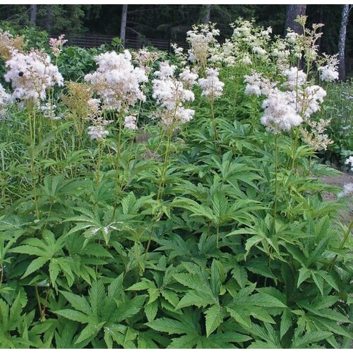 Лабазник дланевидный 650₽