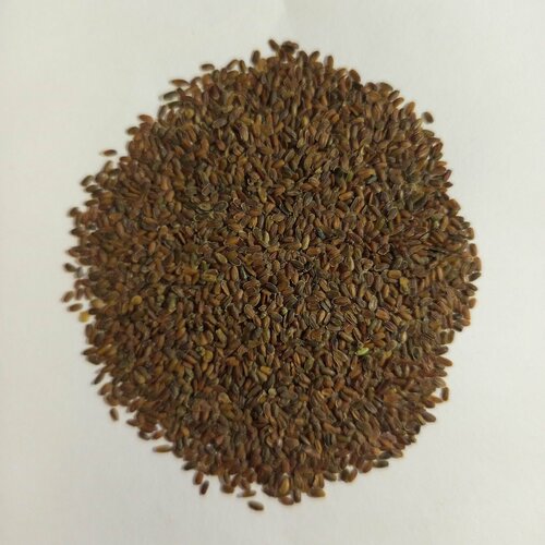 Семена маттиола двурогая (левкой) для посадки 1000 штук левкой маттиола звездный свет двурогая 0 2г одн смесь 30см нк 10 пачек семян