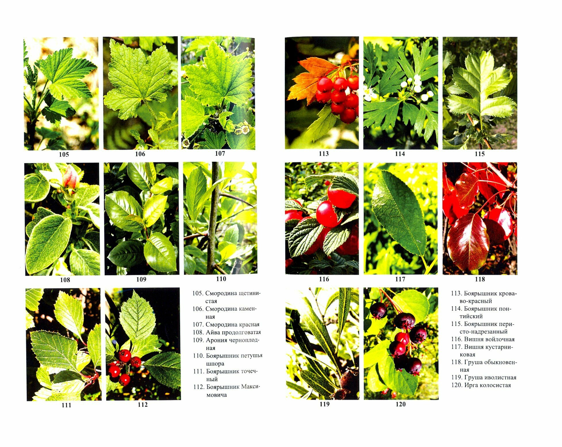 Определитель покрытосеменных древесных растений по побегам с листьями Учебное пособие - фото №2