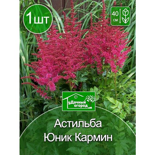 Астильба Юник Кармин 1 шт. многолетние цветы астильба гибридная юник кармин