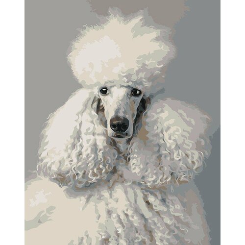 Картина по номерам Собака пудель белая 40х50