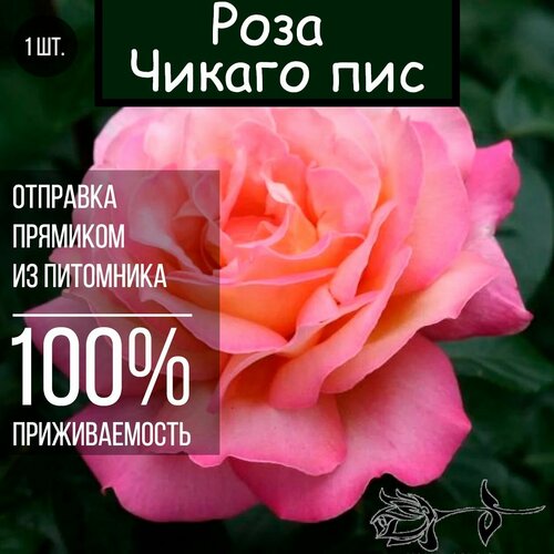 роза грин пис чайно гибридная топалович Саженец розы Чикаго пис / Чайно гибридная роза