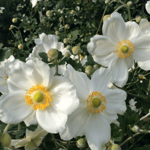 Анемона японская Вирлвинд , С1,5 (1 корневище в горшке р9). Szkolka roslin A.M (Польша)