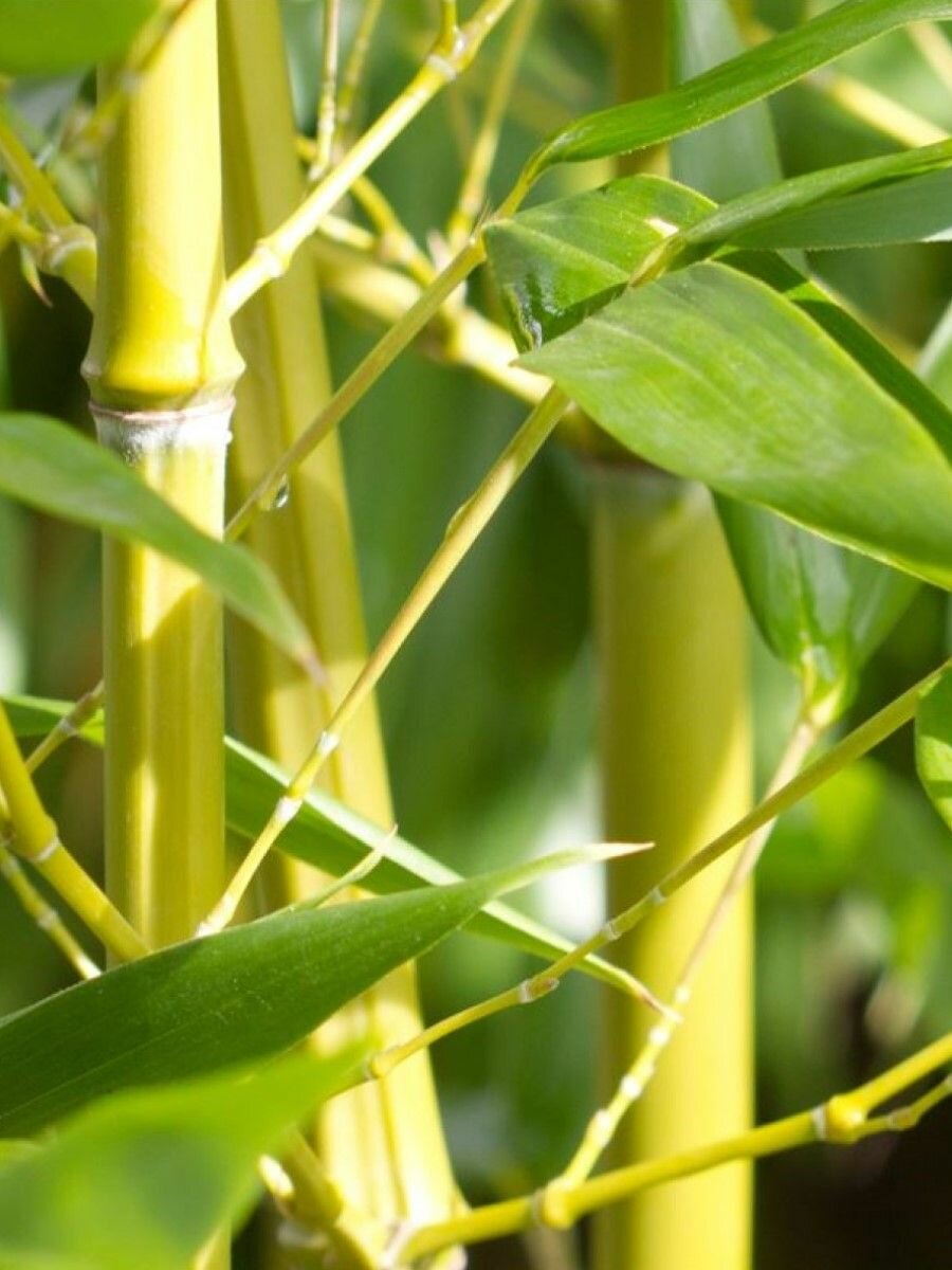 Семена Бамбук тростниковый (Bambusa arundinacea), 10 штук