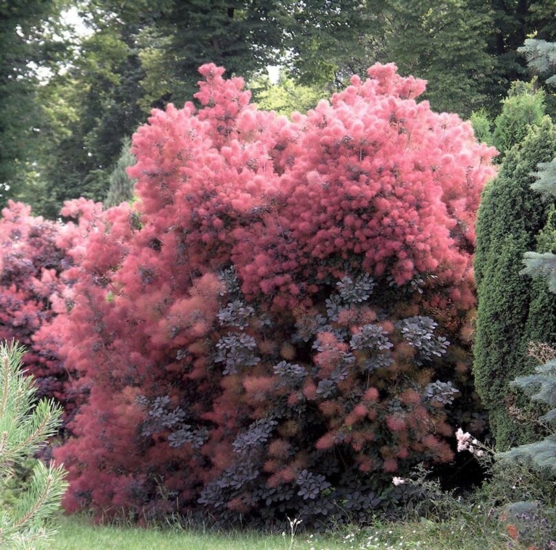 Скумпия кожевенная (лат. Cotinus coggygria) семена 45шт + подарочек