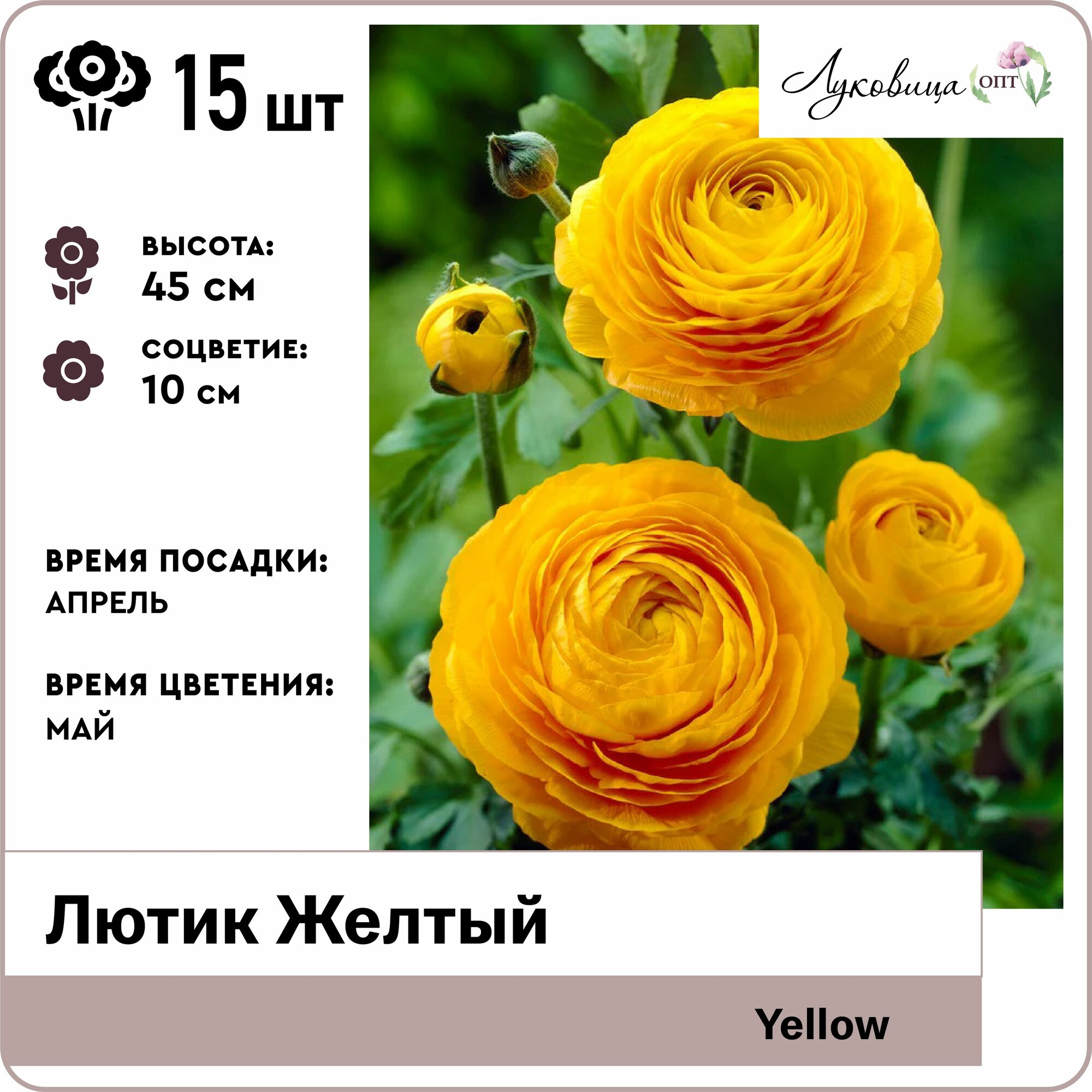 Лютик Желтый (Yellow) 7/8 луковицы 15шт Голландия