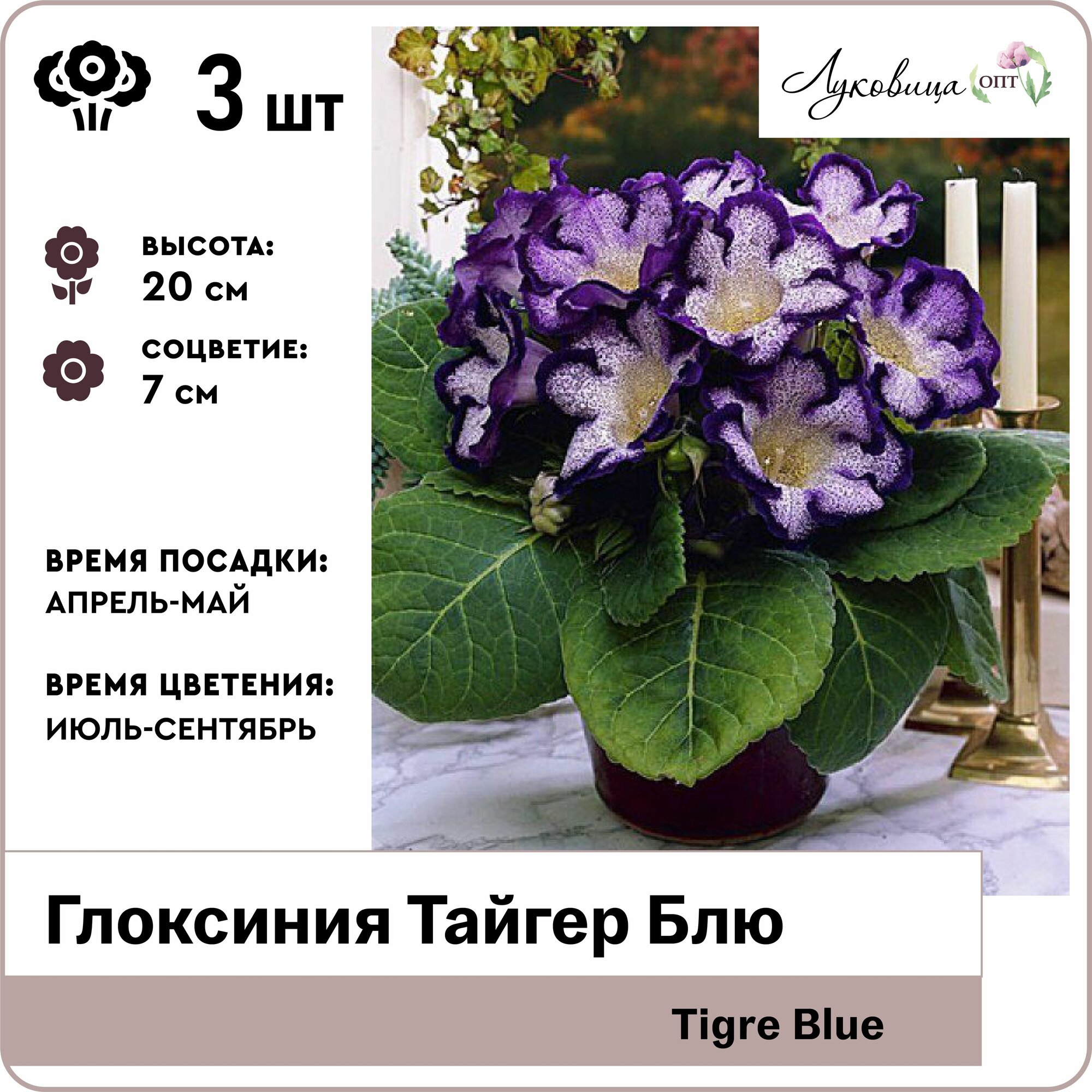 Глоксиния Тайгер Блю (Tigre Blue) 5/6 луковицы 3шт Голландия