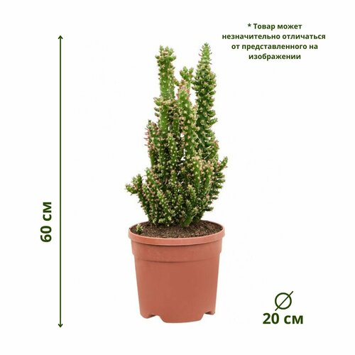 Аустроцилиндропунция 20/60