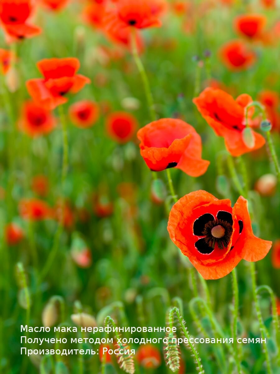 Масло мака натуральное 15 мл WIPLUS — фото 1