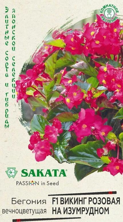 Бегония Викинг розовая на изумрудном F1