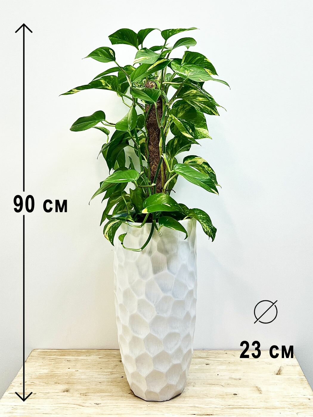 Растение Эпипремнум в высоком керамическом кашпо Мозаик слоновая кость, высота композиции 90см
