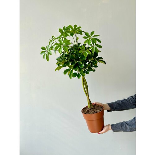 Шеффлера штамб д19