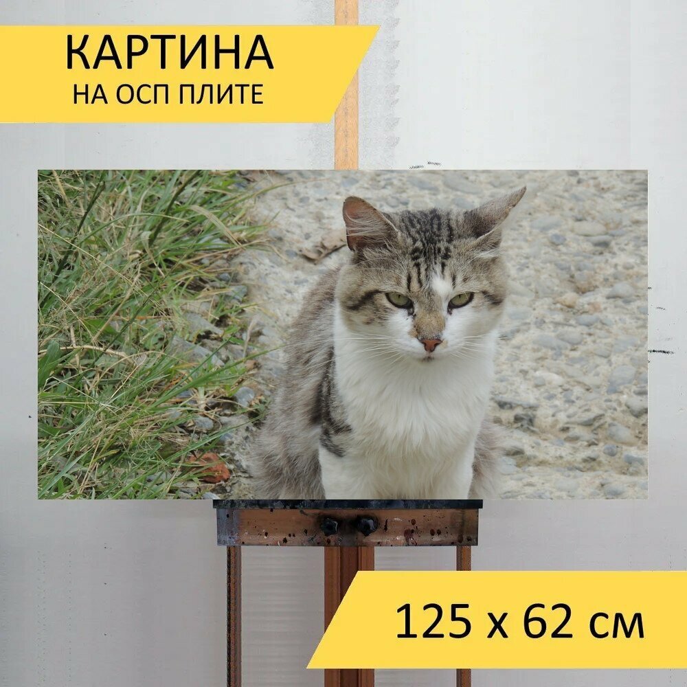Картина на ОСП "Домашнее животное, кот, кошачий" 125x62 см. для интерьера на стену