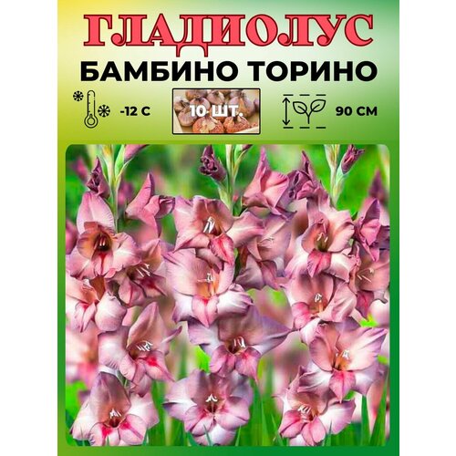 Гладиолус крупноцветковый, луковицы 10шт.